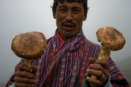 matsutake2010